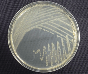 Bacteria streaked on TSA