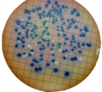 Coliform on membrane filter